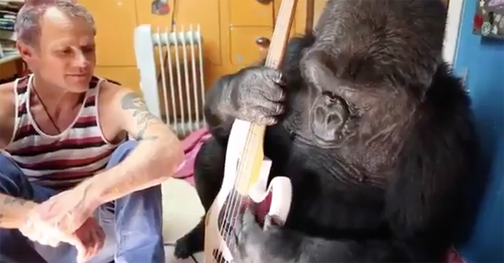 gorilla bass.jpg